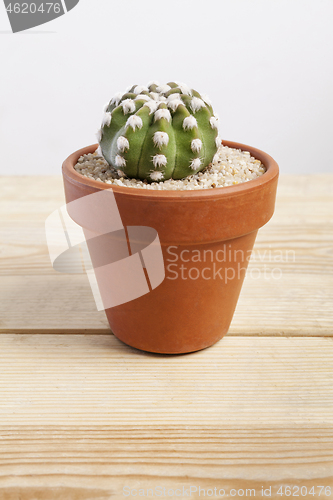 Image of Echinopsis dominos cactus plant in a pot.