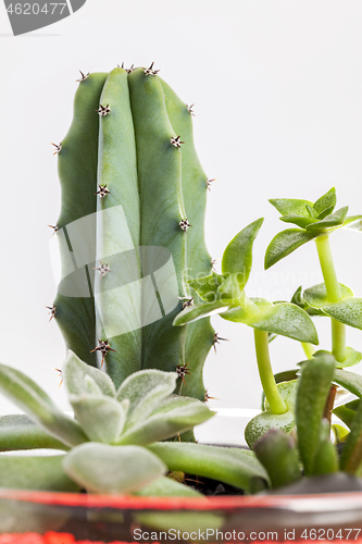 Image of Succulent plants arrangement in a glass vase.