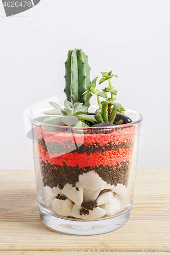 Image of Succulent plants arrangement in a glass vase.