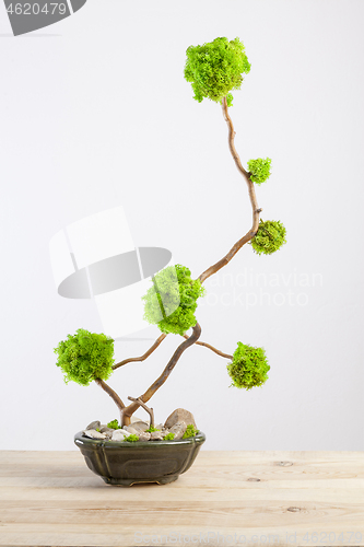 Image of Marimo moss ball tree bonsai tree