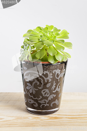 Image of Dinner plate Aeonium plant in a pot.