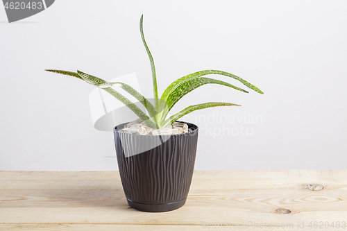 Image of Gasteria little succulents plant in a pot.