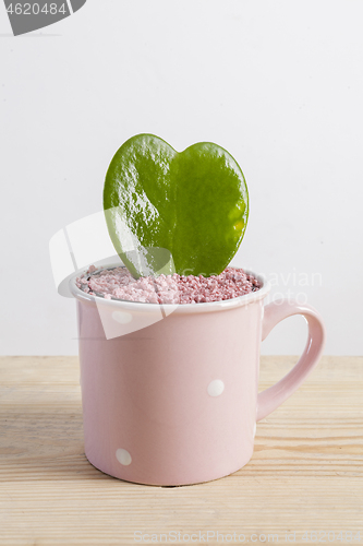 Image of Hoya Kerrii, the heart-shaped thick leaves plant.