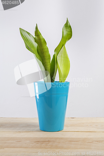 Image of Sanseviera moonshine house plant in a pot.