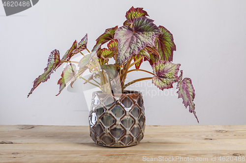 Image of Begonia Fireworks plant in a pot on wooden table.