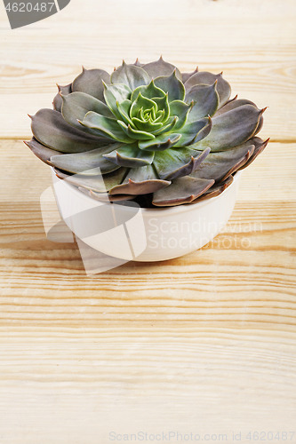 Image of Echeveria lilacina plant in a little white pot.