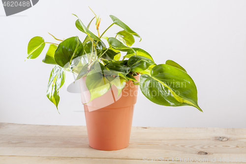 Image of Philodendron Brasilia with variegated green leaves in flowerpot.