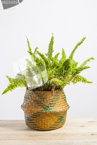 Image of Studio photo shoot of a Nephrolepis exaltata blue bell fern.