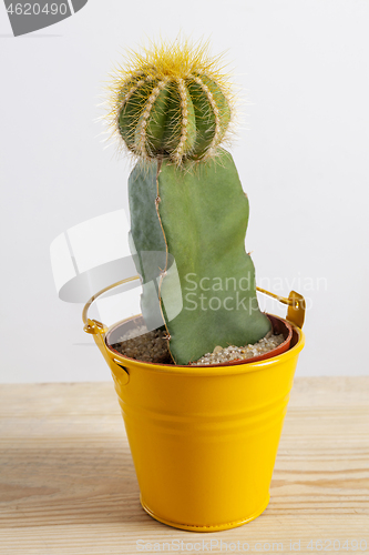 Image of Gymnocalycium friedrichii plant in a little yellow bucket.