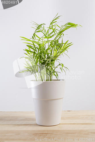 Image of Chamaedorea elegans, a potted plant in a pot.