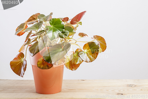 Image of Begonia erythrophylla plant in a brown pot.