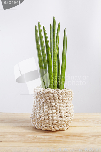Image of Decorative house plant - Sansevieria cylindrica on a pot in knitted case