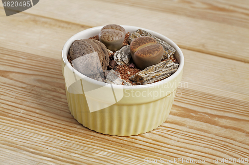 Image of Lithops, The living stone plant in transparent glass vase