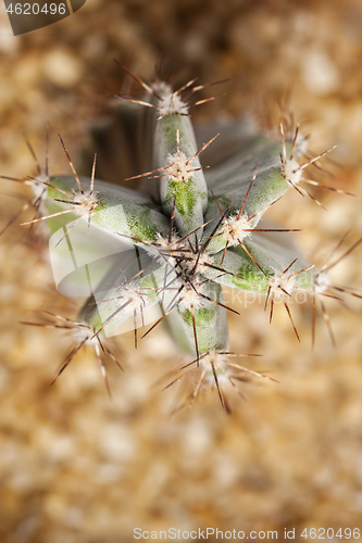 Image of Cactus Cereus repandus close-up photo from the top.