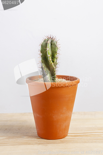 Image of Cactus Cereus repandus isolated in a pot on wooden table.
