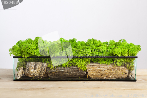 Image of Mossarium - small decoration plants in a glass terrarium.