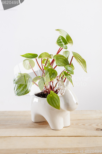 Image of Watermelon peperomia plant in a deer shaped pot.