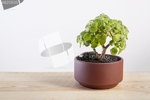 Image of Aichryson laxum green plant in pot