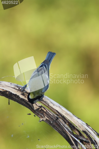 Image of great tit (Parus major)