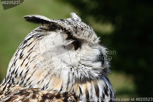 Image of  eagle owl (Bubo bubo) 