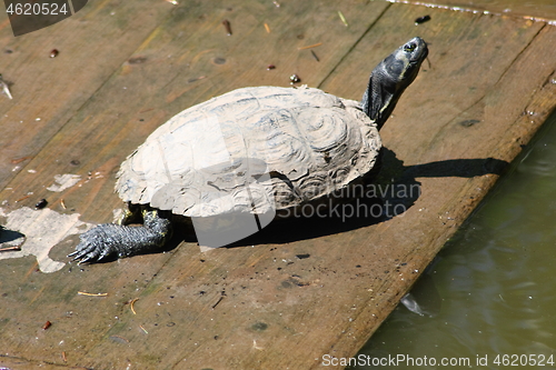 Image of European pond turtle (Emys orbicularis)