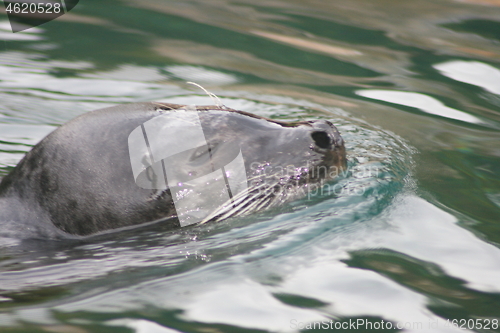 Image of floating seal (Phoca vitulina) 