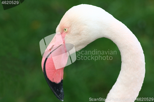 Image of flamingo (Phoenicopterus ruber) 