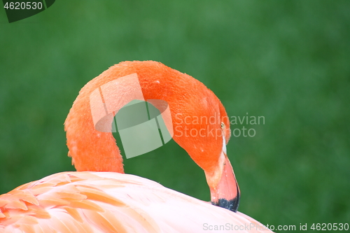 Image of flamingo (Phoenicopterus ruber) 