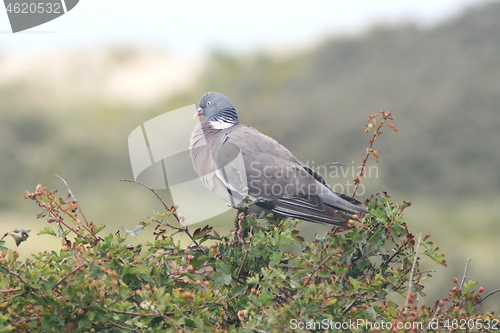 Image of wood pigeon (Columba palumbus) 