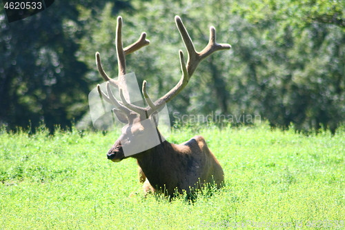 Image of bull elk (Cervus canadensis)