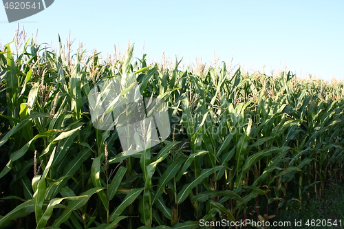 Image of corn field