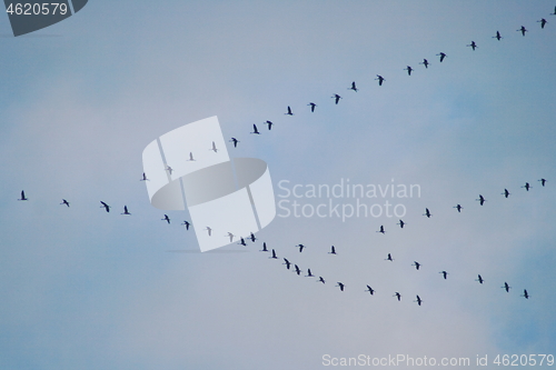 Image of Migratory birds