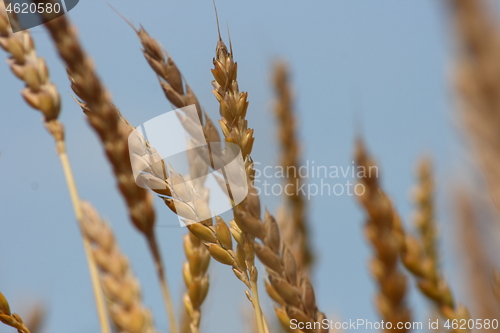 Image of Wheat ears