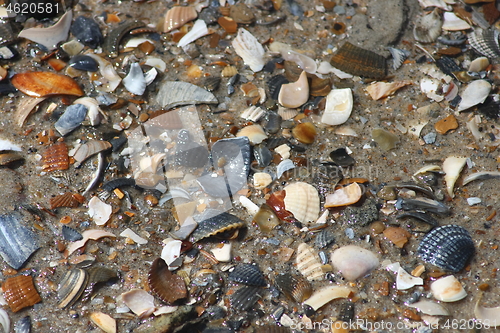Image of shells 
