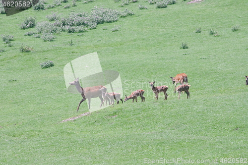 Image of herd of deer