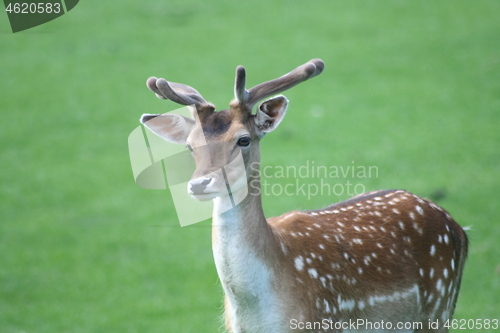 Image of fallow deer-bull 