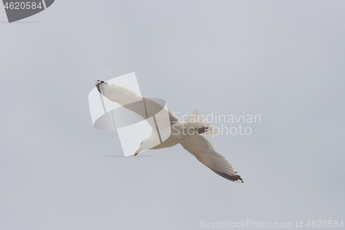 Image of flying gull