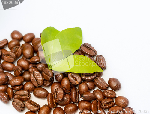 Image of Coffee Beans Fresh Represents Hot Drink And Barista 