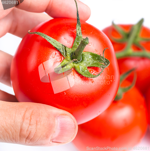 Image of Inspecting a fresh ripe red tomato for eating 