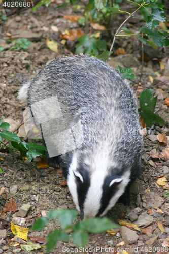 Image of badger (Melina)