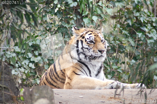 Image of  siberian tiger Sibirischer  Tiger (Pantera tigris altacia)