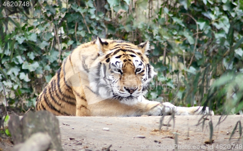 Image of  siberian tiger Sibirischer  Tiger (Pantera tigris altacia)