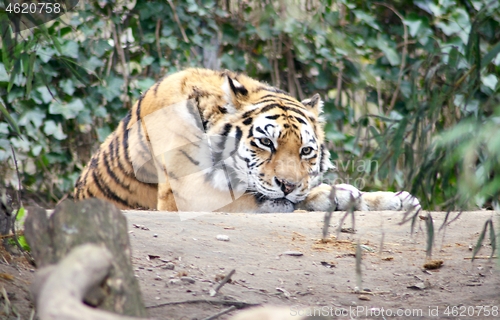 Image of  siberian tiger  (Pantera tigris altacia)