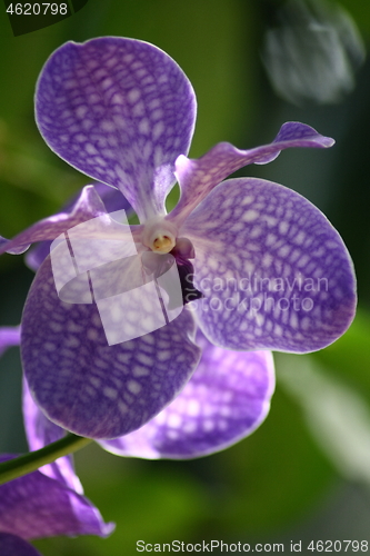 Image of orchid flower