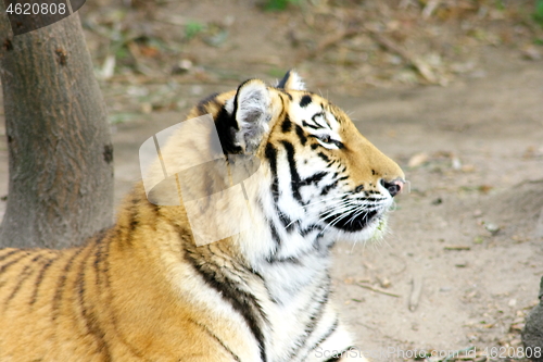 Image of  siberian tiger  (Pantera tigris altacia)