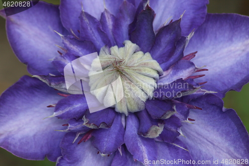 Image of clematis (Clematis) 