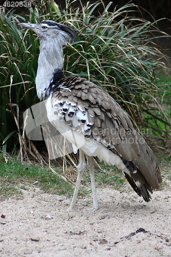 Image of Kori Bustard (Ardeotis kori) 