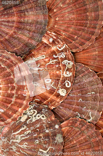 Image of Scallop Shell Abstract Background
