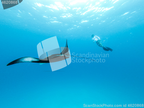 Image of Underwater view of hovering Giant oceanic manta ray, Manta Birostris , and man free diving in blue ocean. Watching undersea world during adventure snorkeling tour on Maldives islands.