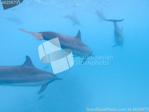 Image of Flock of dolphins playing in the blue water near Mafushi island, Maldives